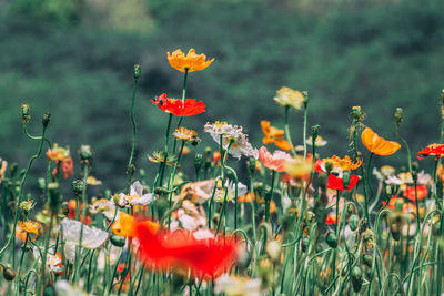 Close-up of red poppy flowers in field