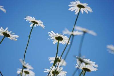 Close-up of white cosmos flowers blooming against sky