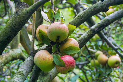 Close-up of apple growing on tree