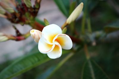 Close-up of white flowering plant