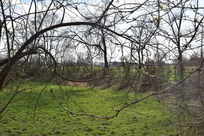 Bare trees in forest