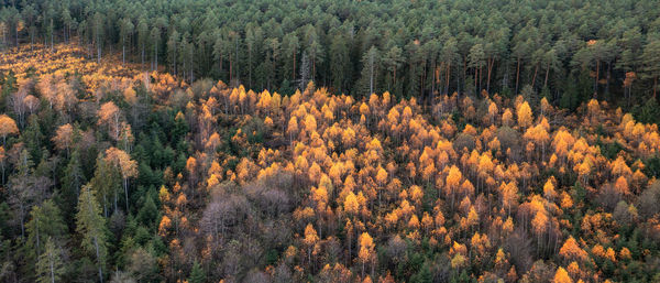 Trees in forest during autumn