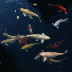 Fish in sea