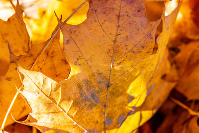 Close-up of yellow maple leaves