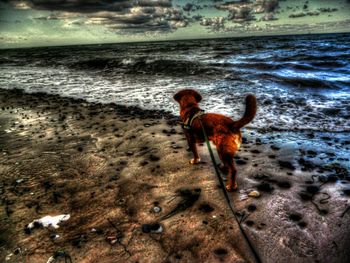 Dog running on beach