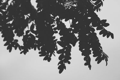 Low angle view of branch against sky