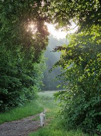 View of dog on street amidst trees