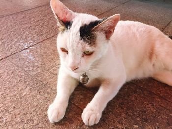 High angle view of cat