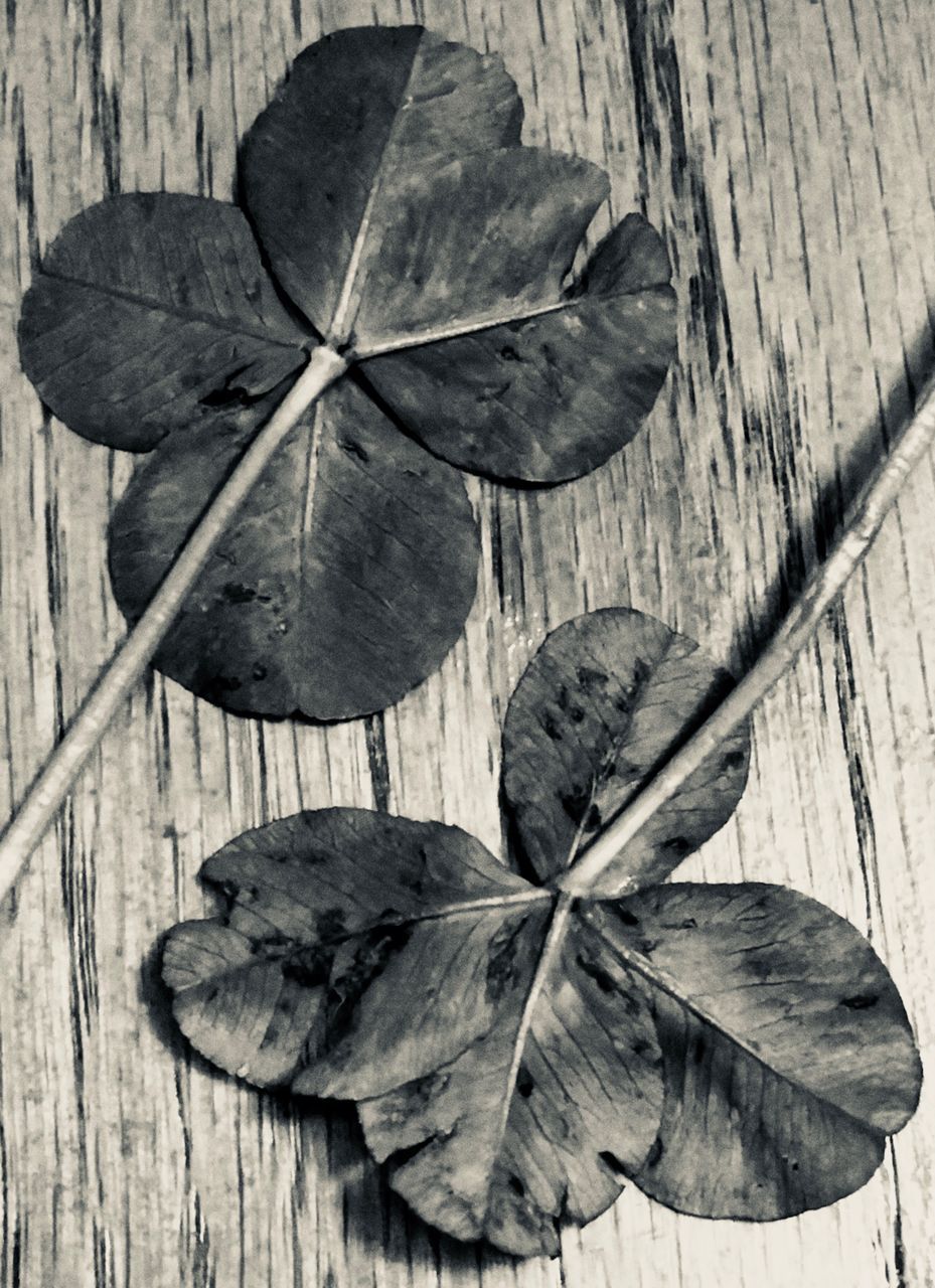 HIGH ANGLE VIEW OF LEAVES ON TABLE