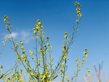 Low angle view of flowering plants against blue sky