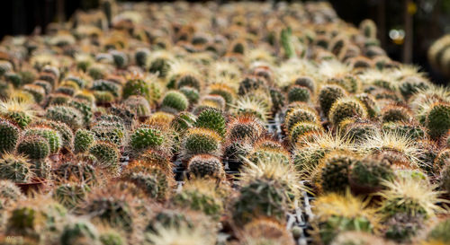 Barrel cactuses growing at greenhouse