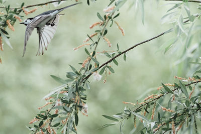 View of birds flying against the sky