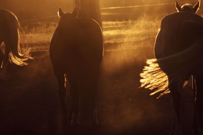 Silhouette people standing by fire at night