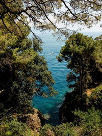 Trees by sea against sky in forest