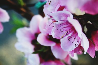 Close-up of pink flowers