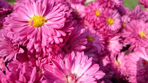 Close-up of pink flowers blooming outdoors