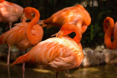 Flamingos in a lake