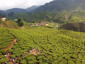 Scenic view of agricultural field