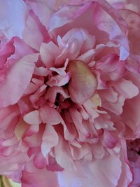 Full frame shot of pink flower