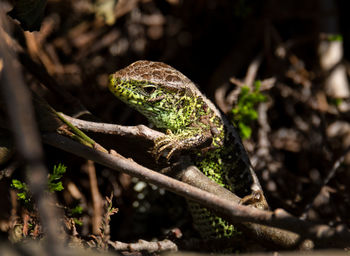 Sand lizard - male in spring