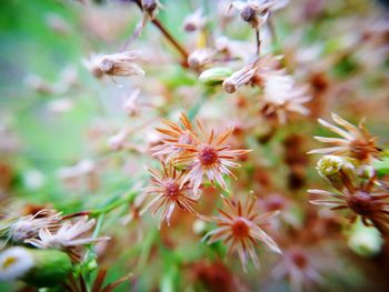 Close-up of flowering plant