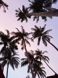 Low angle view of palm trees against clear sky