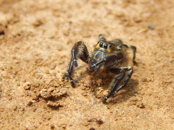 Close-up of spiders 