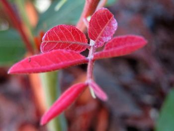 Close-up of red leaves