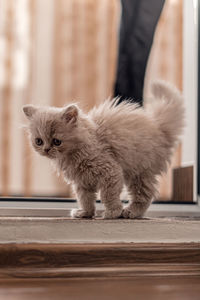 Side view of kitten