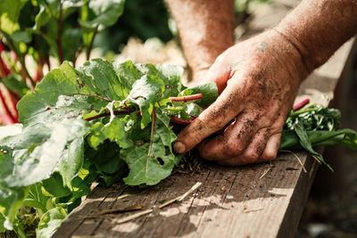 Cropped hand of man holding leaf vegetables