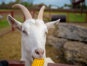 Close-up of white goat