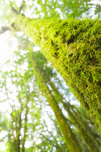 Low angle view of plants growing in forest