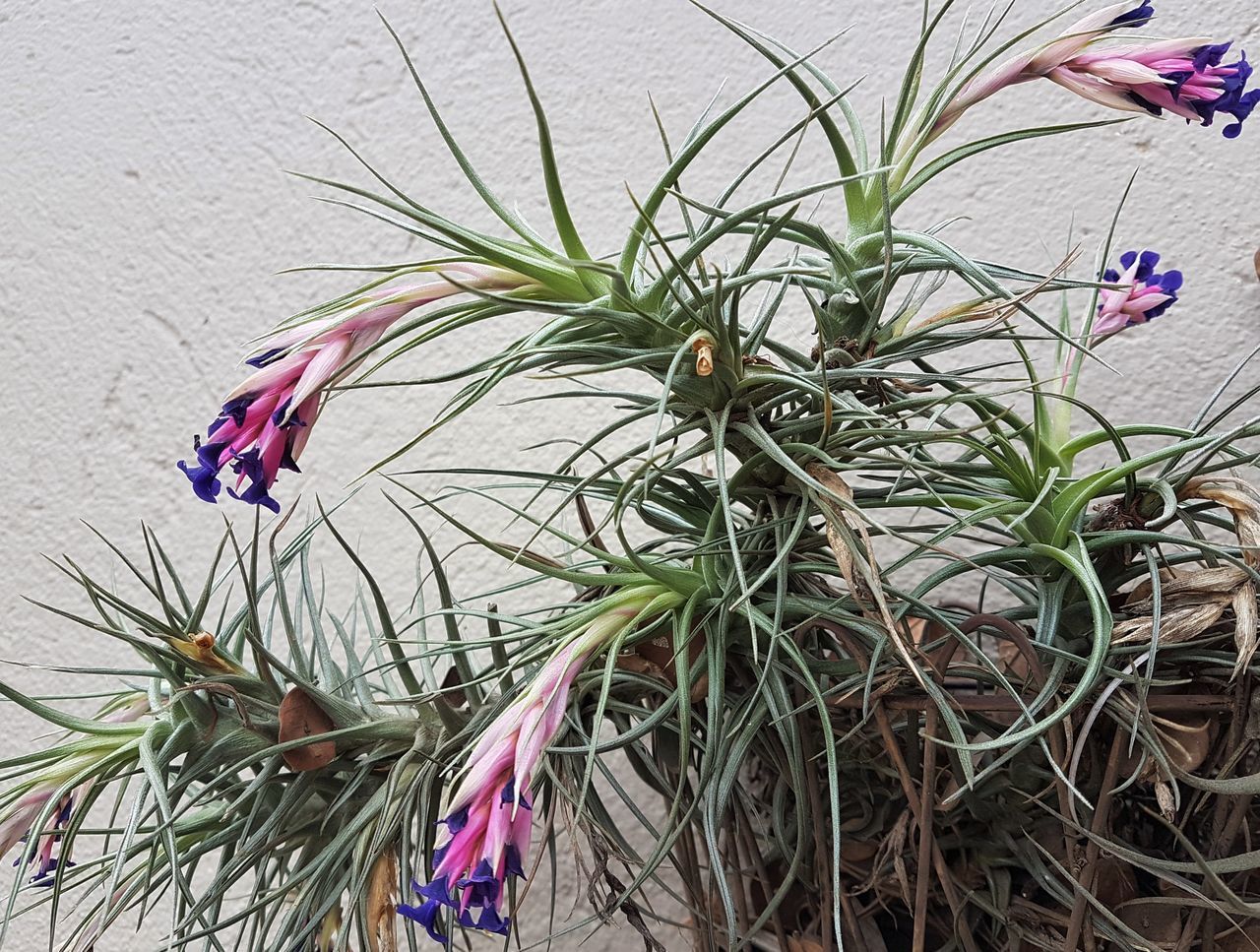 Airplant flower