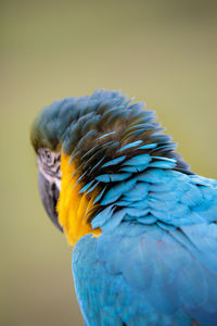 Close-up of parrot