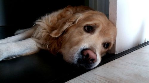 Close-up portrait of dog