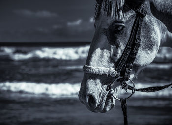 Horse head on the beach in accra ghana.