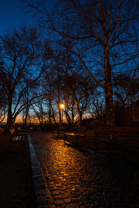 Empty park bench by trees at night