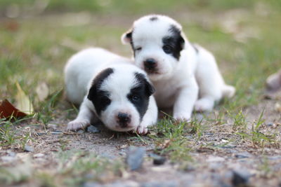 Portrait of puppy relaxing on field