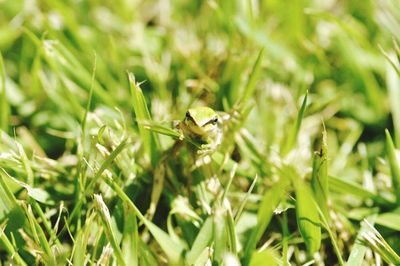 Close-up of insect on grass