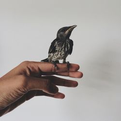 Bird perching on cropped hand against white background