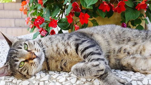 Cat lying down on wall