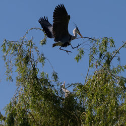 Low angle view of bird flying