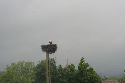 Low angle view of bird perching on nest against sky