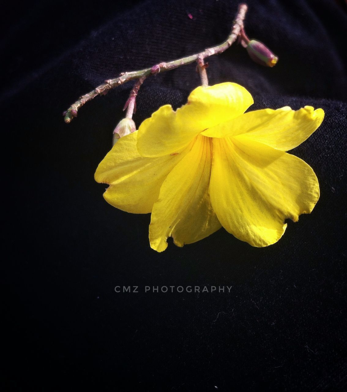 CLOSE-UP OF YELLOW FLOWER IN SUNLIGHT