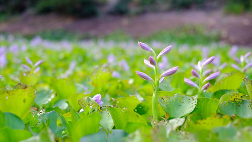 Close-up of purple flowering plants on field