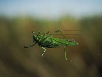 Flying grasshopper