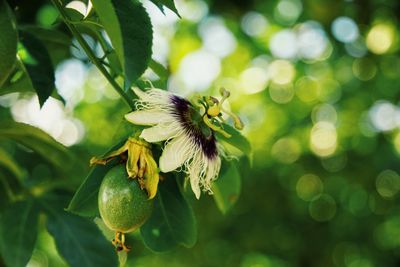 Close-up of insect on plant