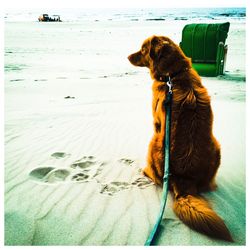 Dog sitting on beach