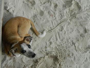 High angle view of puppy on sand