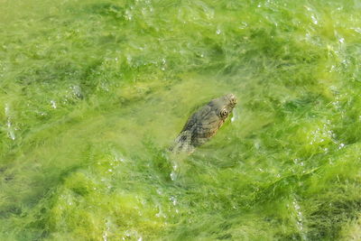 High angle view of duck swimming in lake